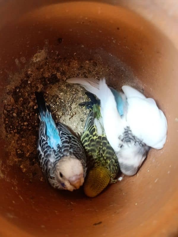 black eye budgies 3