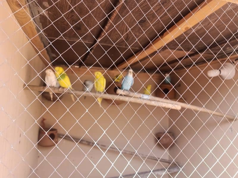 black eye budgies 4