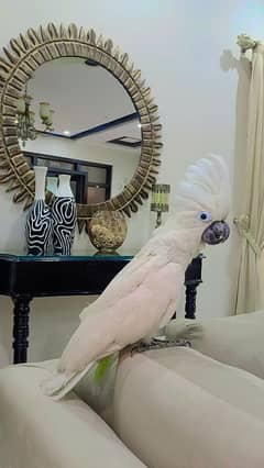 Umbrella Cockatoo