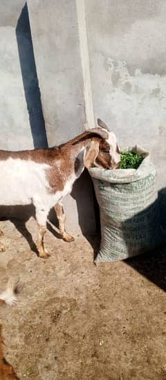 Desi Bakri For sale 0326-4327019