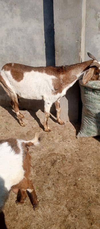 Desi Bakri For sale 0326-4327019 1