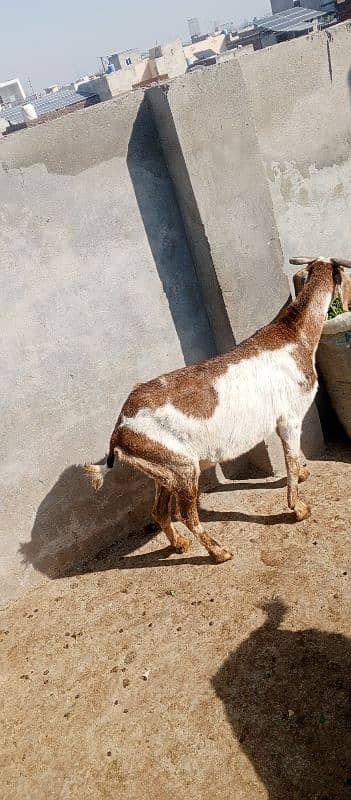 Desi Bakri For sale 0326-4327019 2