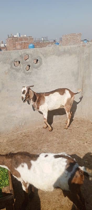 Desi Bakri For sale 0326-4327019 3