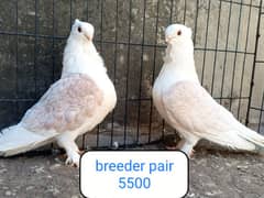 fancy pigeon | kabutar| Jacobin|  frillback saddle | amarican fantail|