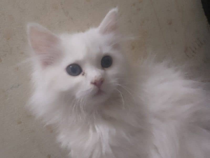 Persian kitten 3 coated doll face 3