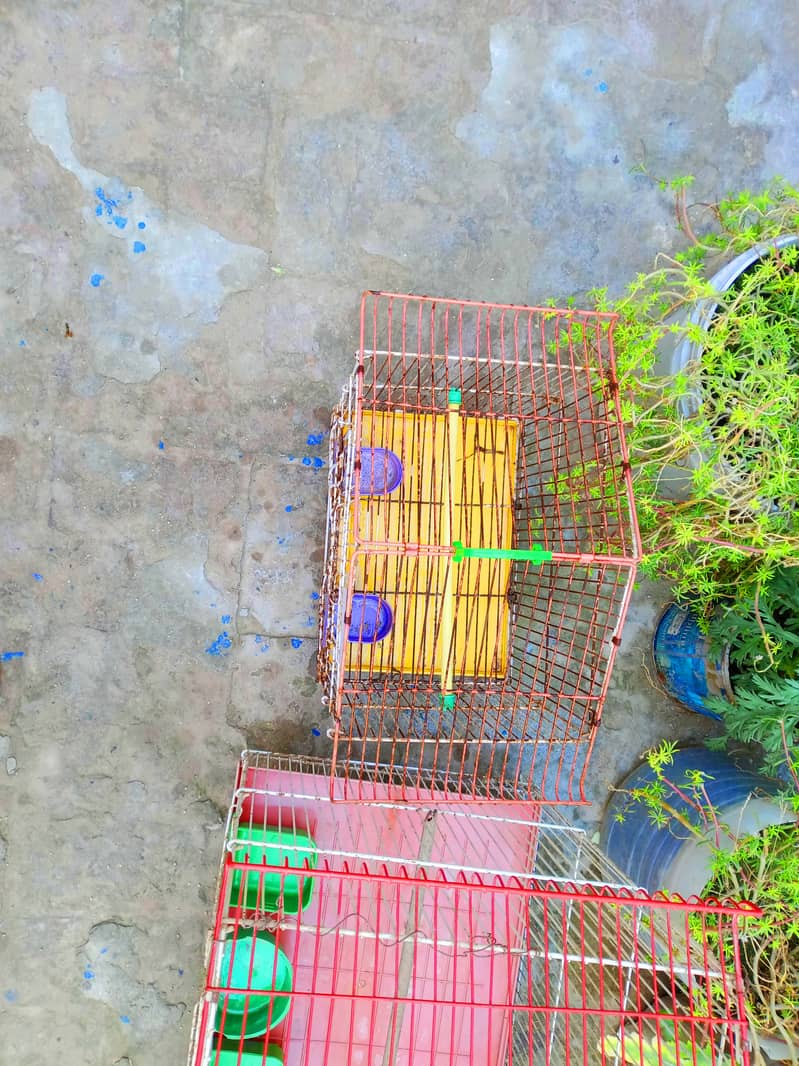 Cage for parrots 0