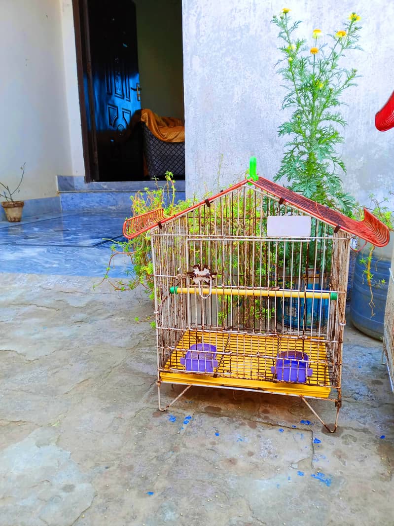 Cage for parrots 2