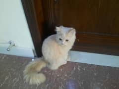 Persian cat , urgent sale