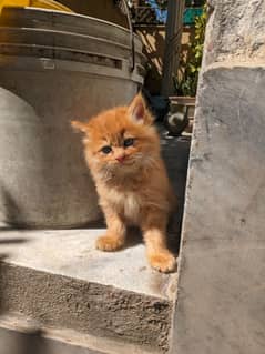 persian kitten