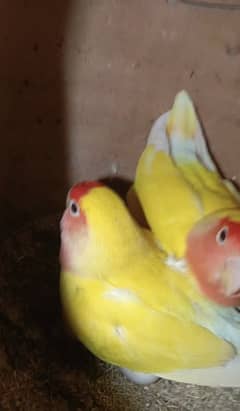 Lovebirds pair