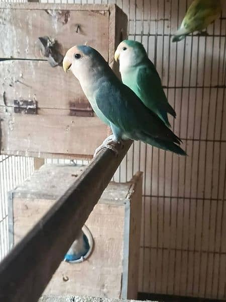 Lovebirds pair 2