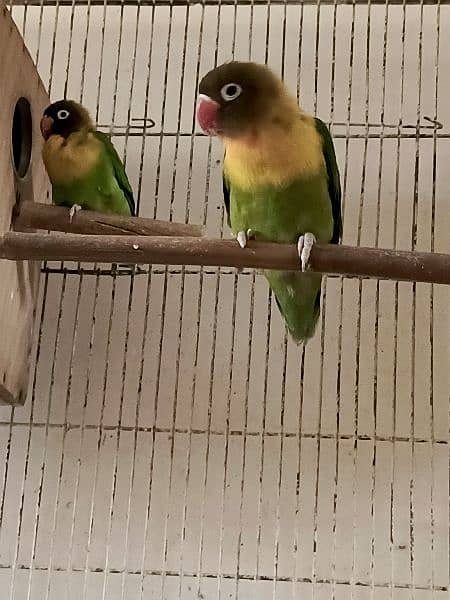 Lovebirds pair 3