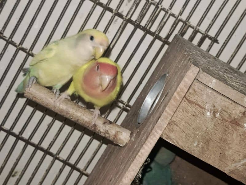 Lovebirds pair 4