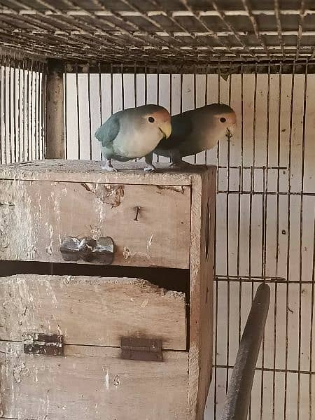 Lovebirds pair 6