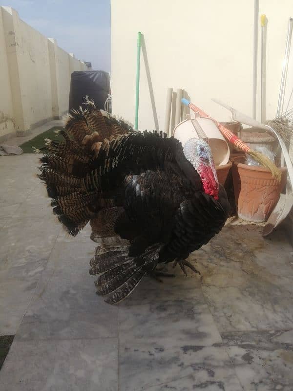 9 month old male adult turkey 1