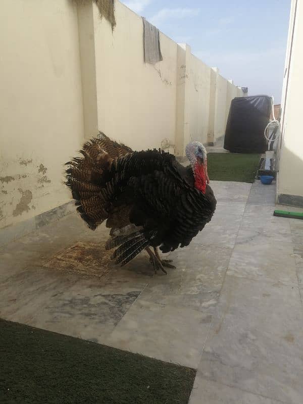 9 month old male adult turkey 2