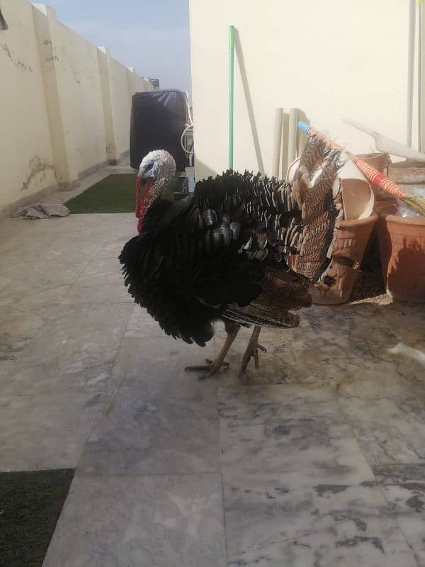 9 month old male adult turkey 3