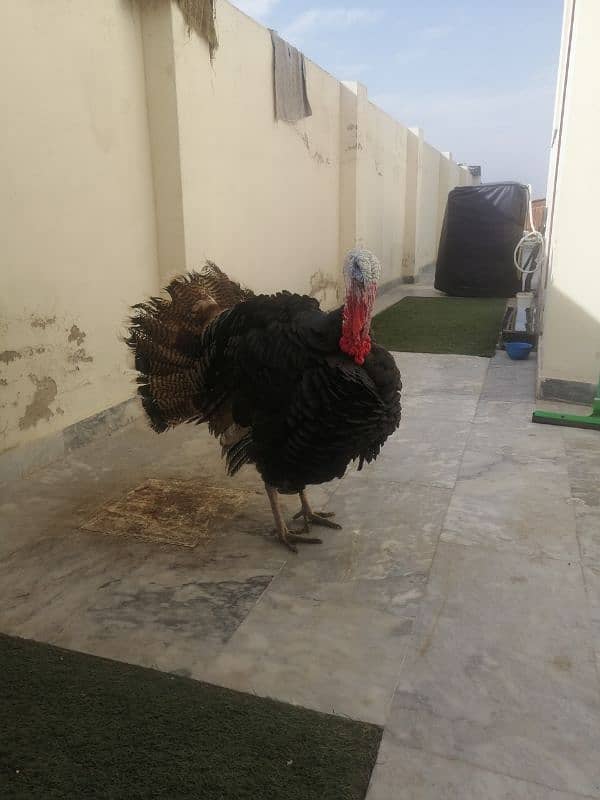 9 month old male adult turkey 4