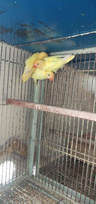 love birds pathy 03087573395 2