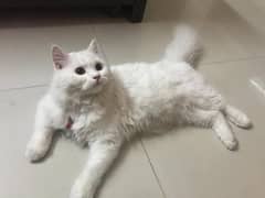 9 month persian cat