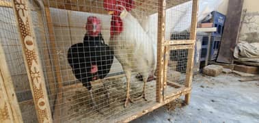 Hen and rooster for sale desi and aseel