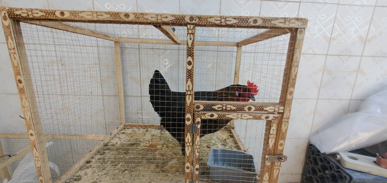 Hen and rooster for sale desi and aseel 1