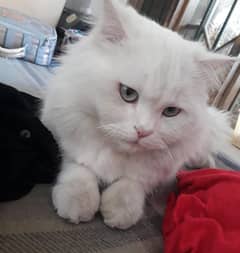 Persian cat For sale