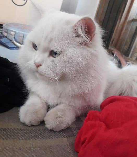 Persian cat For sale 1