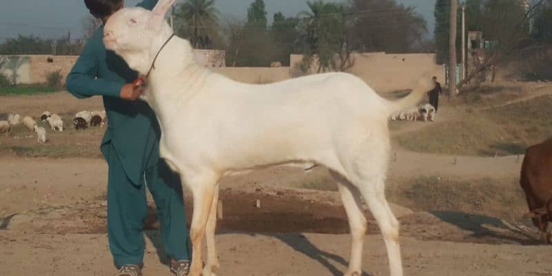 Rajanpuri Bakra Urgent For Sale CALL "_03134947622 1