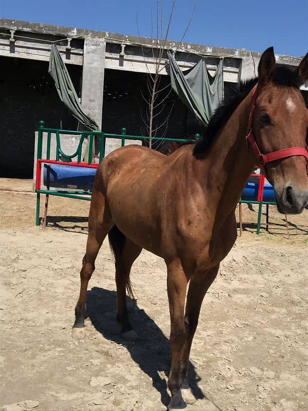 Mona depot registered Anglo Arabian polo trained horse for sale 0