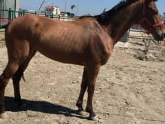 Mona depot registered Anglo Arabian polo trained horse for sale