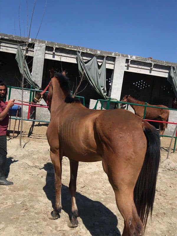 Mona depot registered Anglo Arabian polo trained horse for sale 2