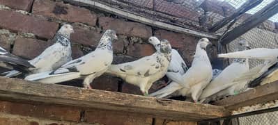 Taddi golden kamagar sialkoti pigeons for sale.