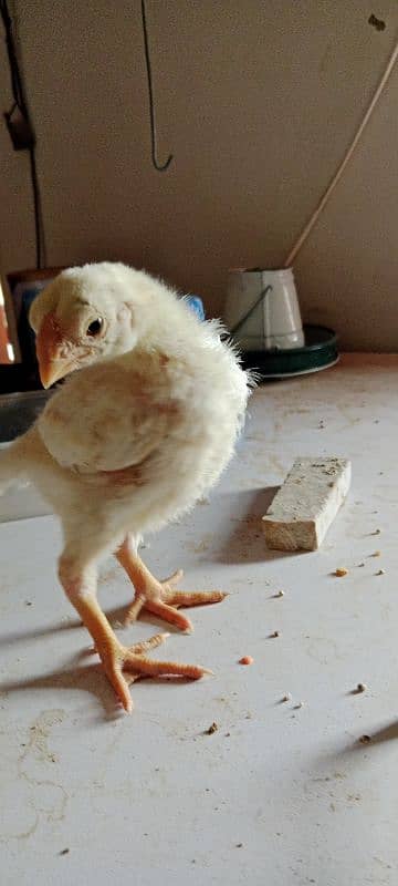 pure indian parrot beak long tail tamilnadu chicks 2