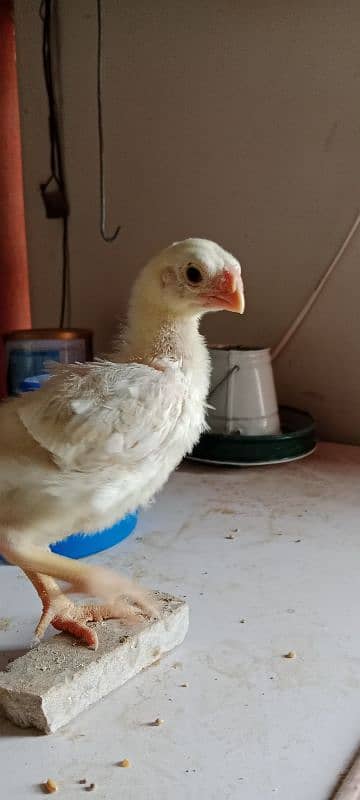 pure indian parrot beak long tail tamilnadu chicks 4