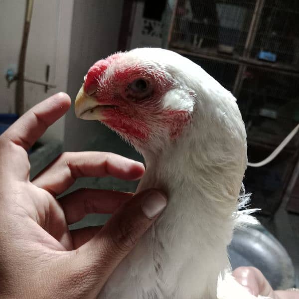 pure indian parrot beak long tail tamilnadu chicks 6