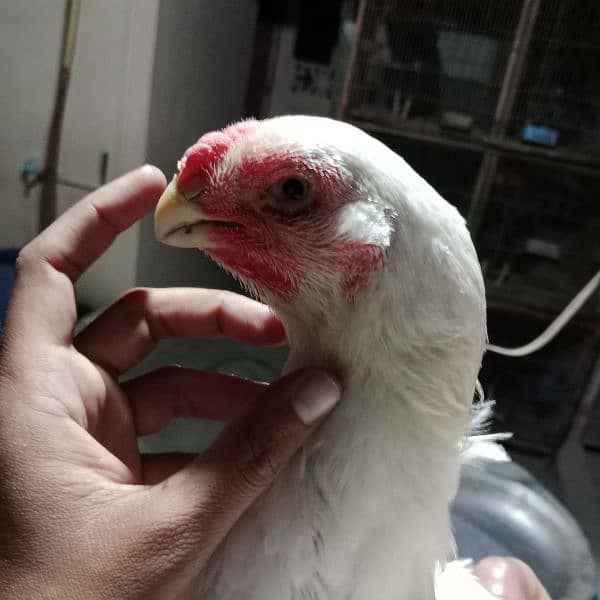 pure indian parrot beak long tail tamilnadu chicks 7