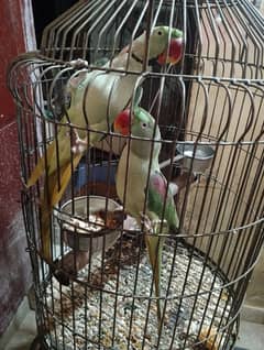 this is an Alexander raw parrot pair ready to leave for a new cage !