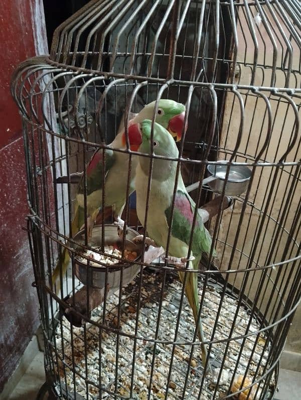 this is an Alexander raw parrot pair ready to leave for a new cage ! 1