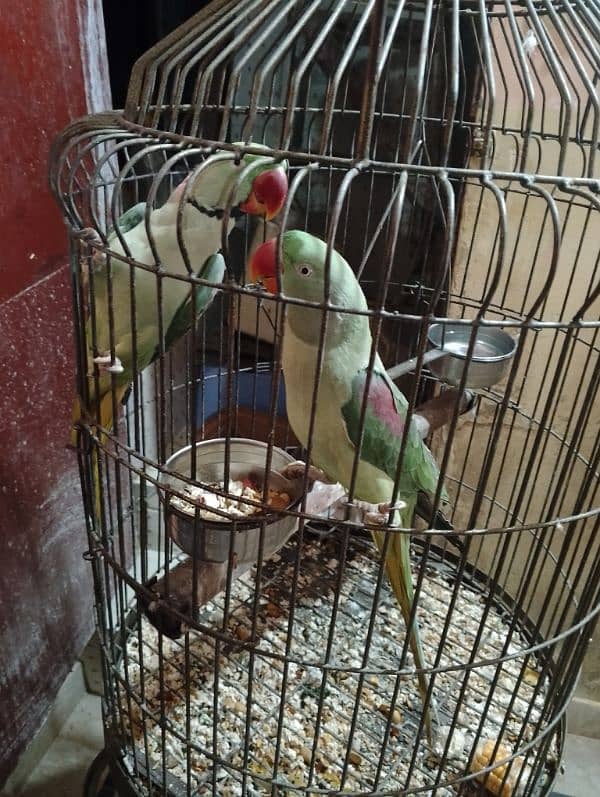 this is an Alexander raw parrot pair ready to leave for a new cage ! 2