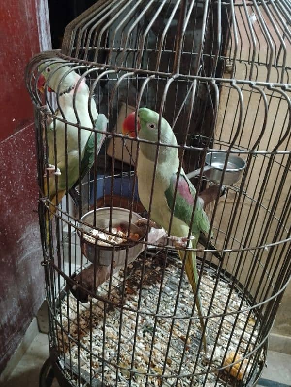 this is an Alexander raw parrot pair ready to leave for a new cage ! 3