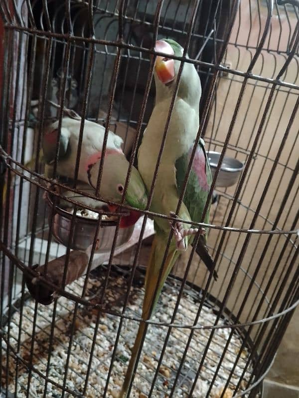 this is an Alexander raw parrot pair ready to leave for a new cage ! 4