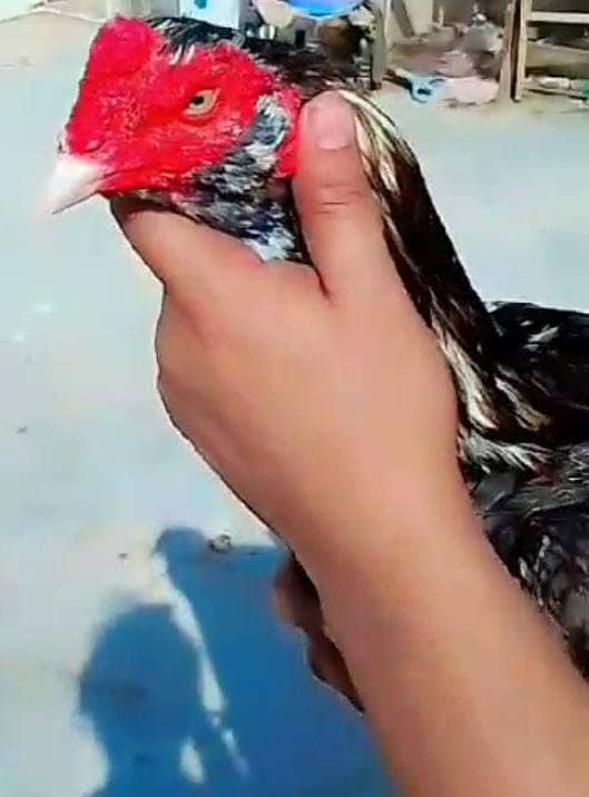 aseel lasani mushka male mushki femal  piar for sale   only 15 k 0