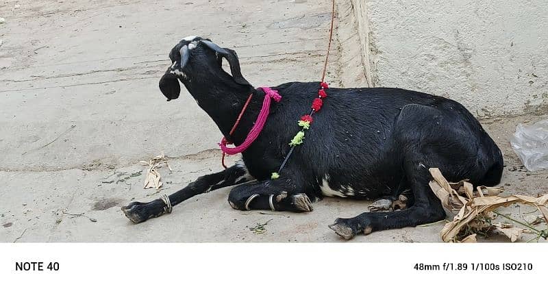 Goat For Sale 0