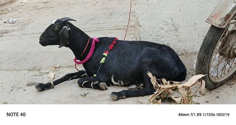 Goat For Sale 1