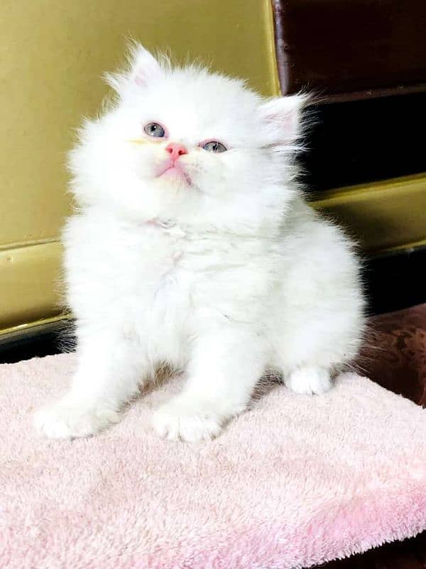 ginger Persian kitten triple long coated cat babies 3