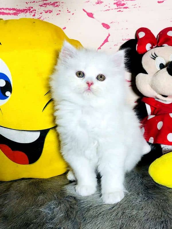 ginger Persian kitten triple long coated cat babies 4