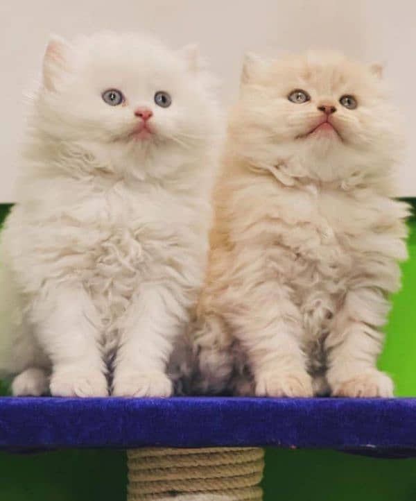 ginger Persian kitten triple long coated cat babies 6