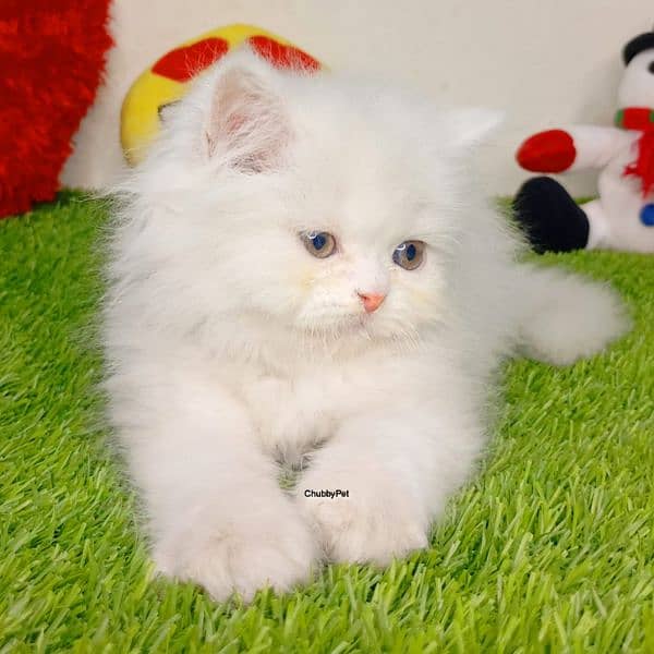 ginger Persian kitten triple long coated cat babies 8