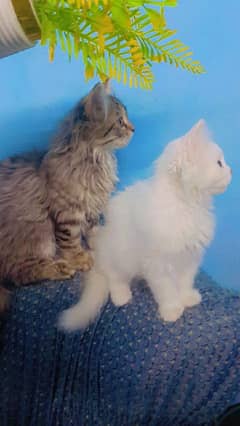 Triple Coat Persian Cat